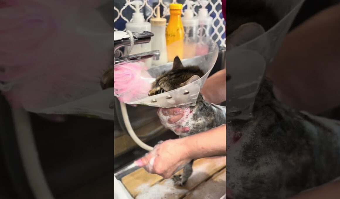 ラグドールのワンワンくんとメインクーンのアーゴーちゃんが来てくれました　京都市南区　ペットサロンみぃ〜