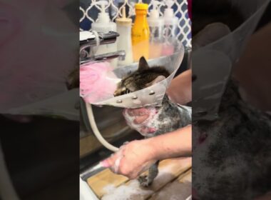 ラグドールのワンワンくんとメインクーンのアーゴーちゃんが来てくれました　京都市南区　ペットサロンみぃ〜