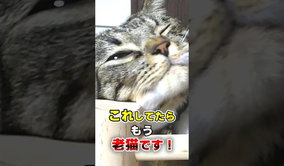 知らないと後悔…シニア期が始まった猫の10の特徴 #猫 #猫雑学 #ねこたんの解説