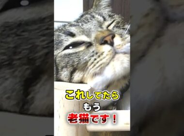 知らないと後悔…シニア期が始まった猫の10の特徴 #猫 #猫雑学 #ねこたんの解説