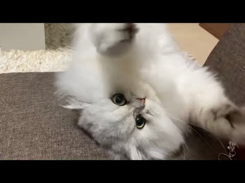 ごろんと転がってる白もふ猫【チンチラシルバー 】【ペルシャ】