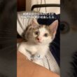 保護した子猫、夫のことが好きすぎる