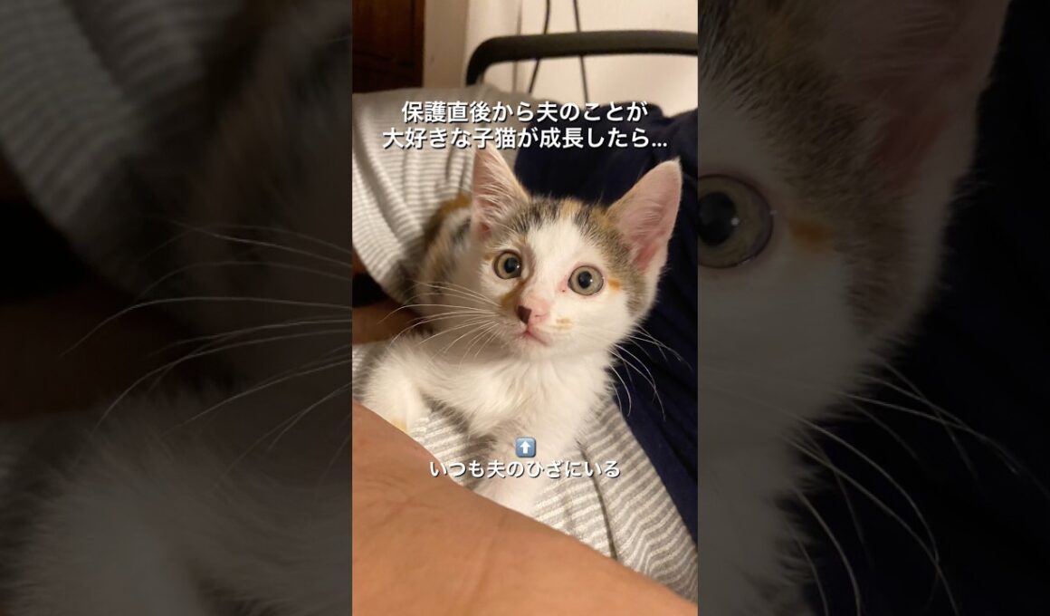 保護した子猫、夫のことが好きすぎる