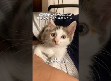保護した子猫、夫のことが好きすぎる