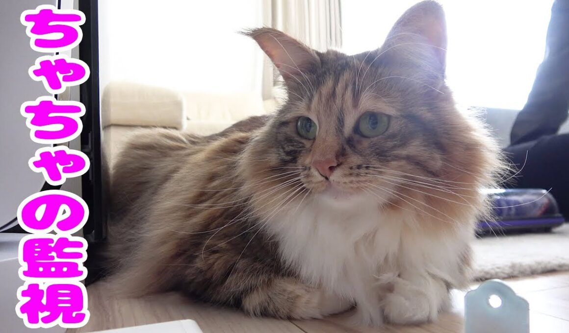 全ての権限はちゃちゃにあった