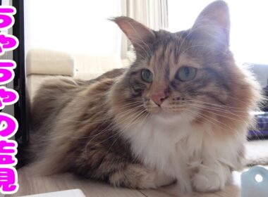 全ての権限はちゃちゃにあった