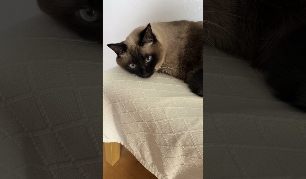 シャム猫のふくさん【たぬき猫】 #cat #しゃむねこ #猫のいる暮らし #猫好きさんと繋がりたい #ねこ #cutecat #cat