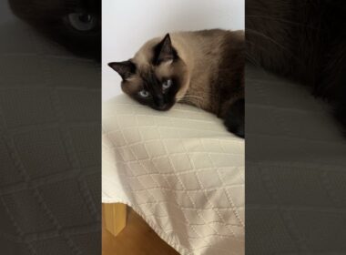 シャム猫のふくさん【たぬき猫】 #cat #しゃむねこ #猫のいる暮らし #猫好きさんと繋がりたい #ねこ #cutecat #cat