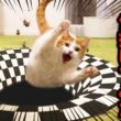 猫にトリックアートの落とし穴を仕掛けてみた結果…
