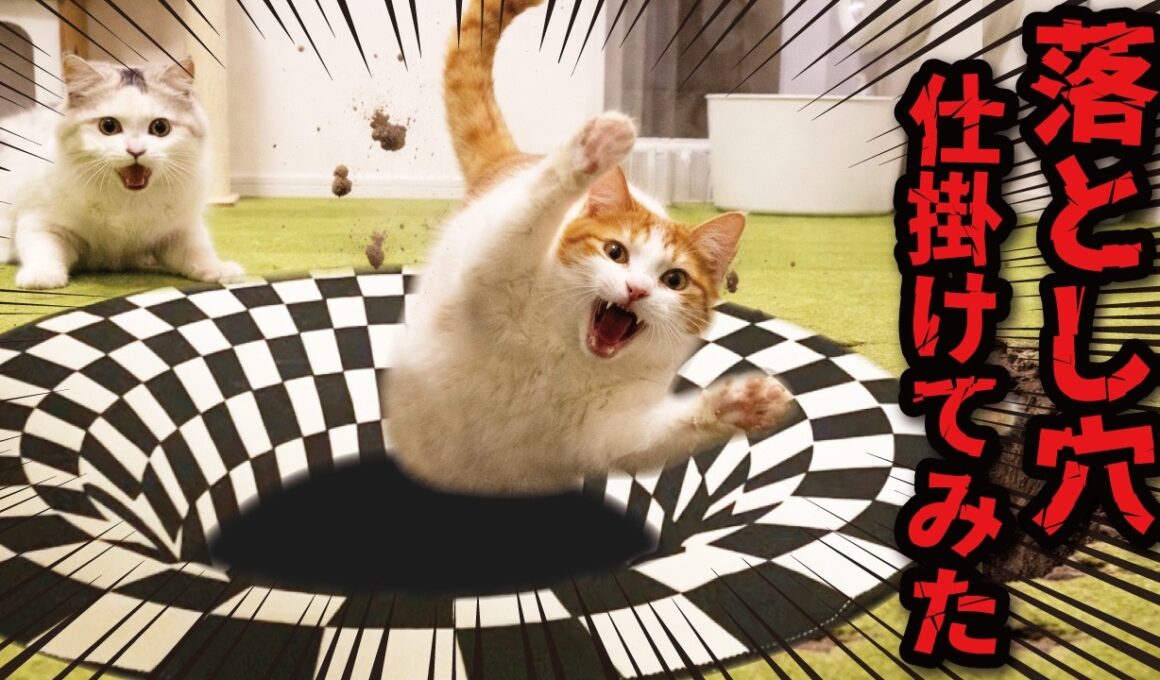 猫にトリックアートの落とし穴を仕掛けてみた結果…