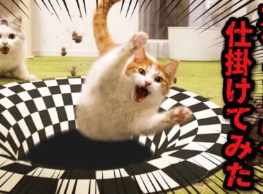 猫にトリックアートの落とし穴を仕掛けてみた結果…