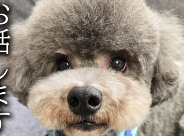 重大な決断をしました...