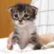 赤ちゃん子猫がニャーニャー隊に変身した後は、満足そうな顔でママのお膝でほっこりタイム？【赤ちゃん猫　保護猫】