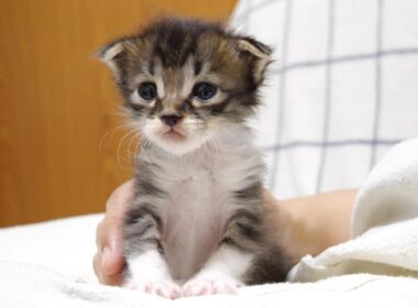 赤ちゃん子猫がニャーニャー隊に変身した後は、満足そうな顔でママのお膝でほっこりタイム？【赤ちゃん猫　保護猫】