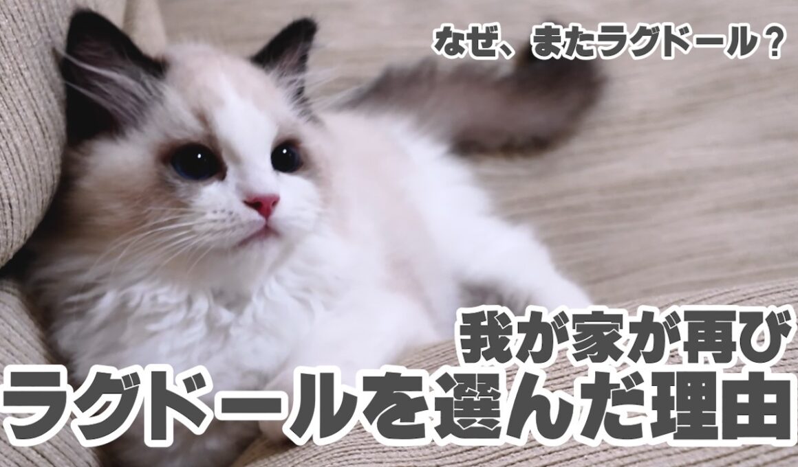 なぜ我が家は2匹目もラグドールにしたのか✨ミヨンの子猫時代を振り返りながら✨