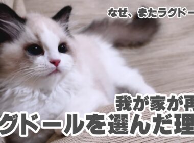 なぜ我が家は2匹目もラグドールにしたのか✨ミヨンの子猫時代を振り返りながら✨