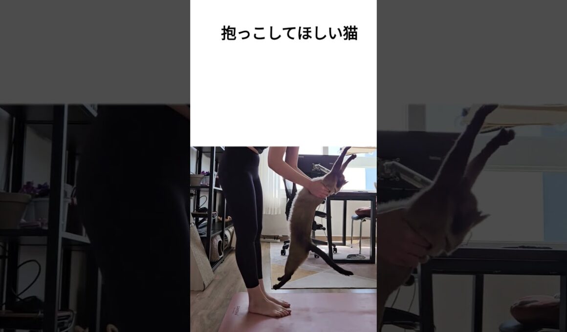 ヨガ中に抱っこをおねだりする猫がかわいすぎた。 #シャム猫ひおろ #cat