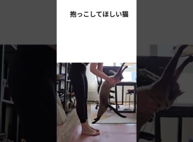ヨガ中に抱っこをおねだりする猫がかわいすぎた。 #シャム猫ひおろ #cat