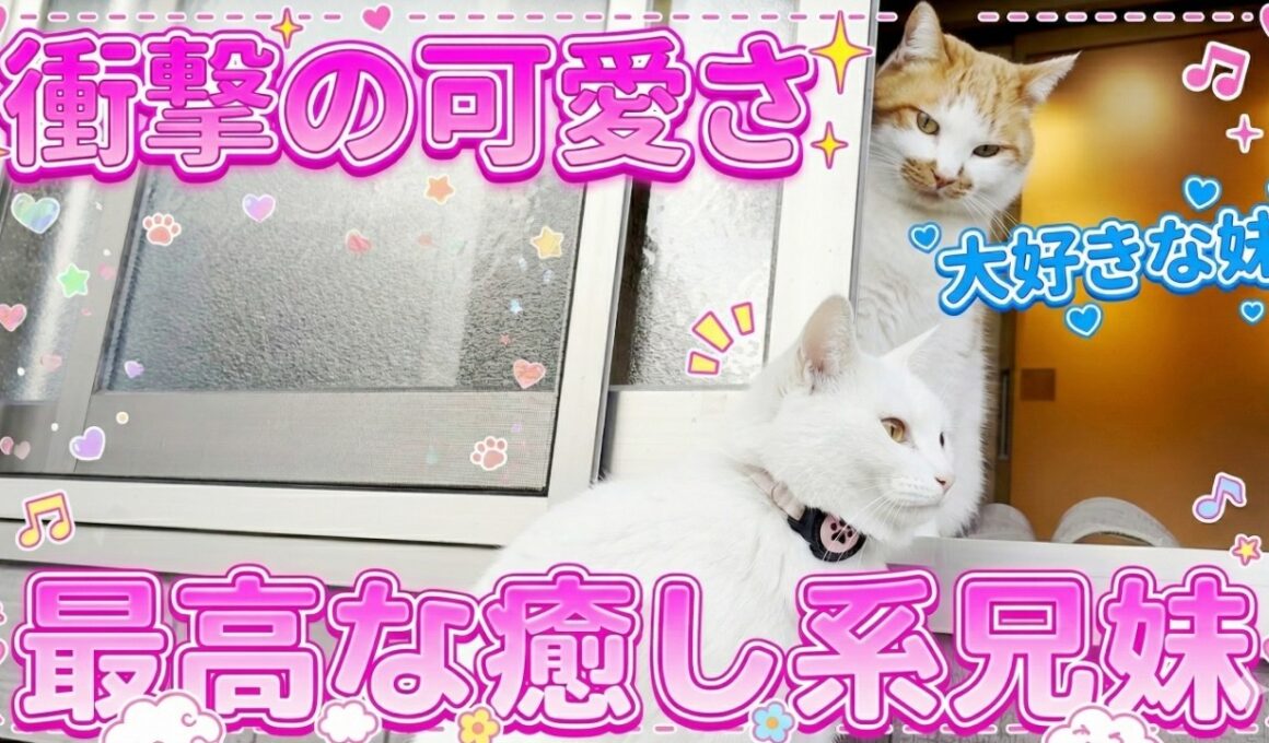 破壊力抜群！庭子猫の兄妹が可愛くて尊すぎる件…笑【三毛母猫の子猫】