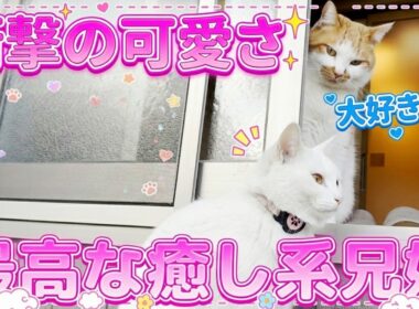 破壊力抜群！庭子猫の兄妹が可愛くて尊すぎる件…笑【三毛母猫の子猫】