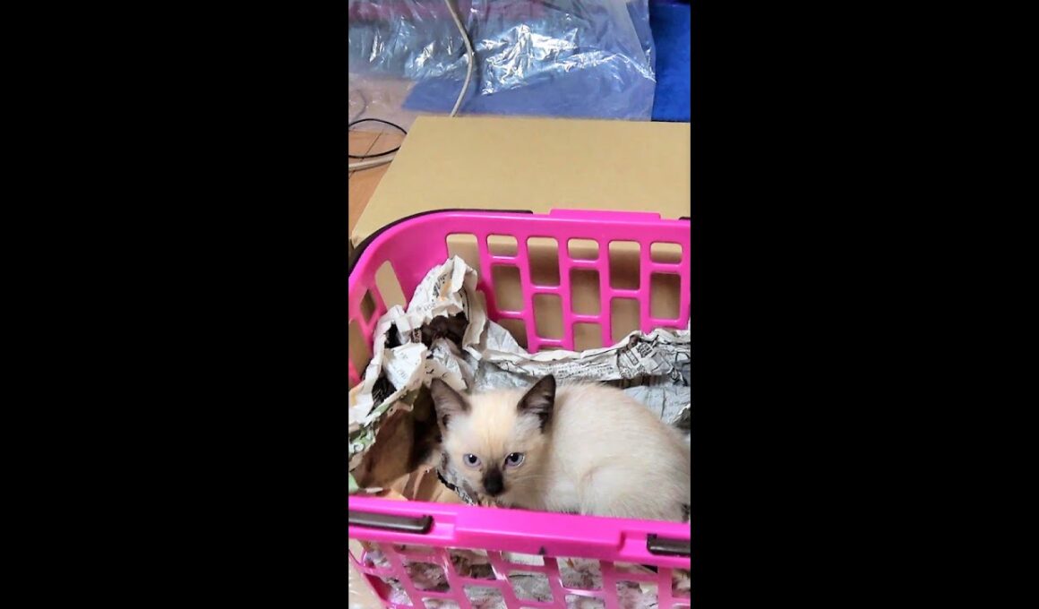 保護したばかりの小さな赤ちゃんシャム子猫👶 #Shorts