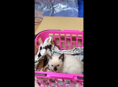 保護したばかりの小さな赤ちゃんシャム子猫👶 #Shorts