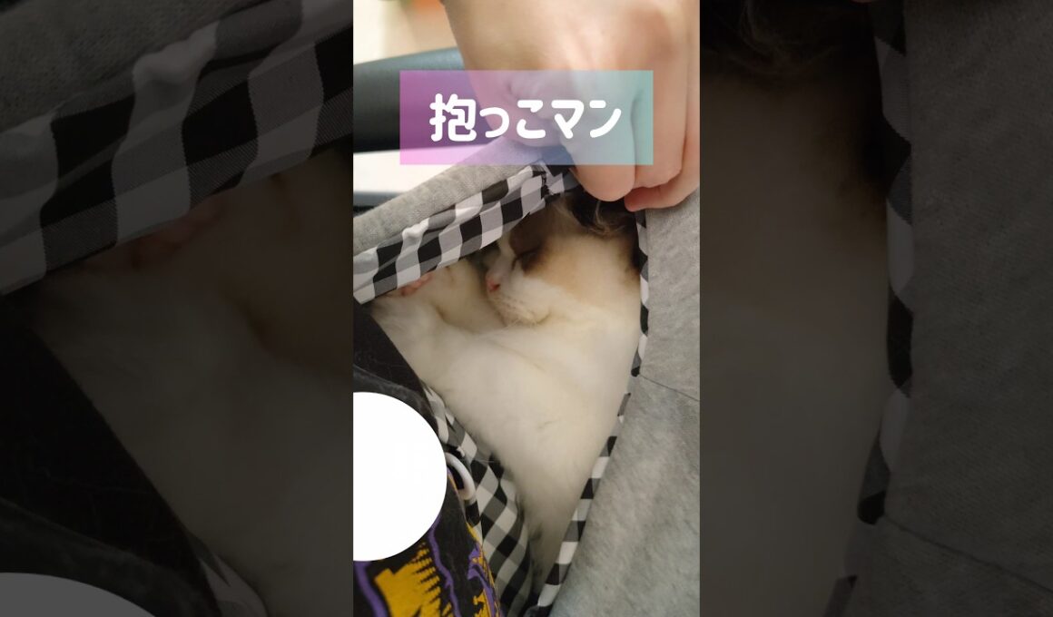 カンガルーの赤ちゃん？🦘 #shorts #猫 #子猫 #ラグドール #甘えん坊猫 #猫のいる暮らし