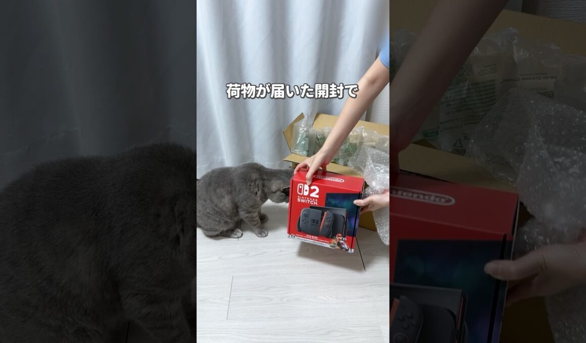 猫が一番好きな箱ってなんだと思う？ #猫 #ねこ #猫動画 #ねこ動画 #猫のいる暮らし #猫のいる生活 #猫あるある #猫好き #子猫 #猫好きさんと繋がりたい