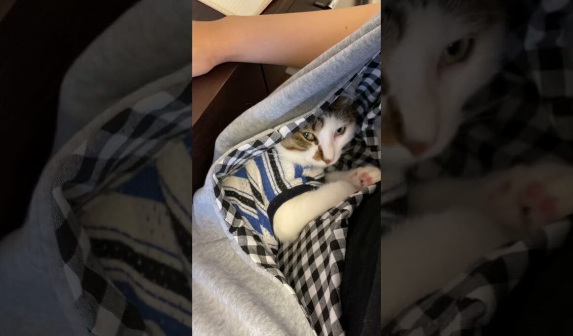 #shorts テレワーク密着監視員（抱っこ紐バージョン）