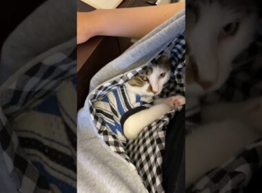 #shorts テレワーク密着監視員（抱っこ紐バージョン）