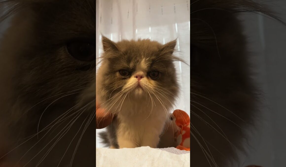 エキゾチック・ロングヘアのおもち😸