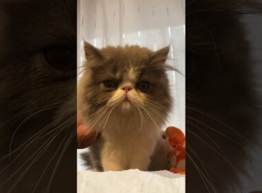 エキゾチック・ロングヘアのおもち😸