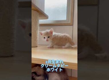 ラパーマ クリームタビー&ホワイト（巻き毛ロング）の男の子♪