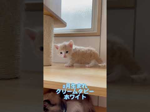 ラパーマ クリームタビー&ホワイト（巻き毛ロング）の男の子♪