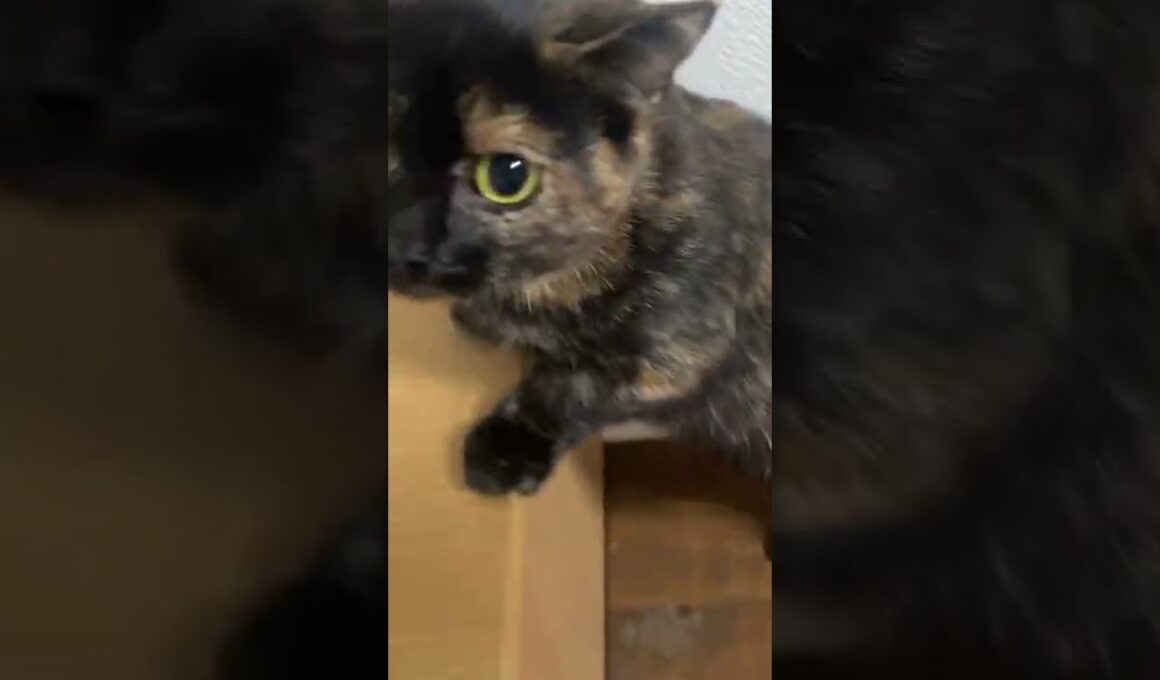 ごはんだ！ごはんだぁ！#マンチカン #shorts #トーティシェル #ねこ