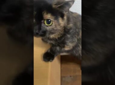 ごはんだ！ごはんだぁ！#マンチカン #shorts #トーティシェル #ねこ