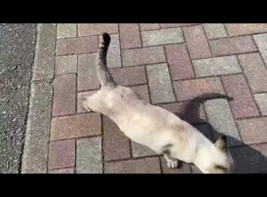 ゴロゴロしてくれるシャムミックス猫さん