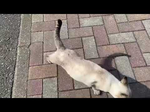 ゴロゴロしてくれるシャムミックス猫さん