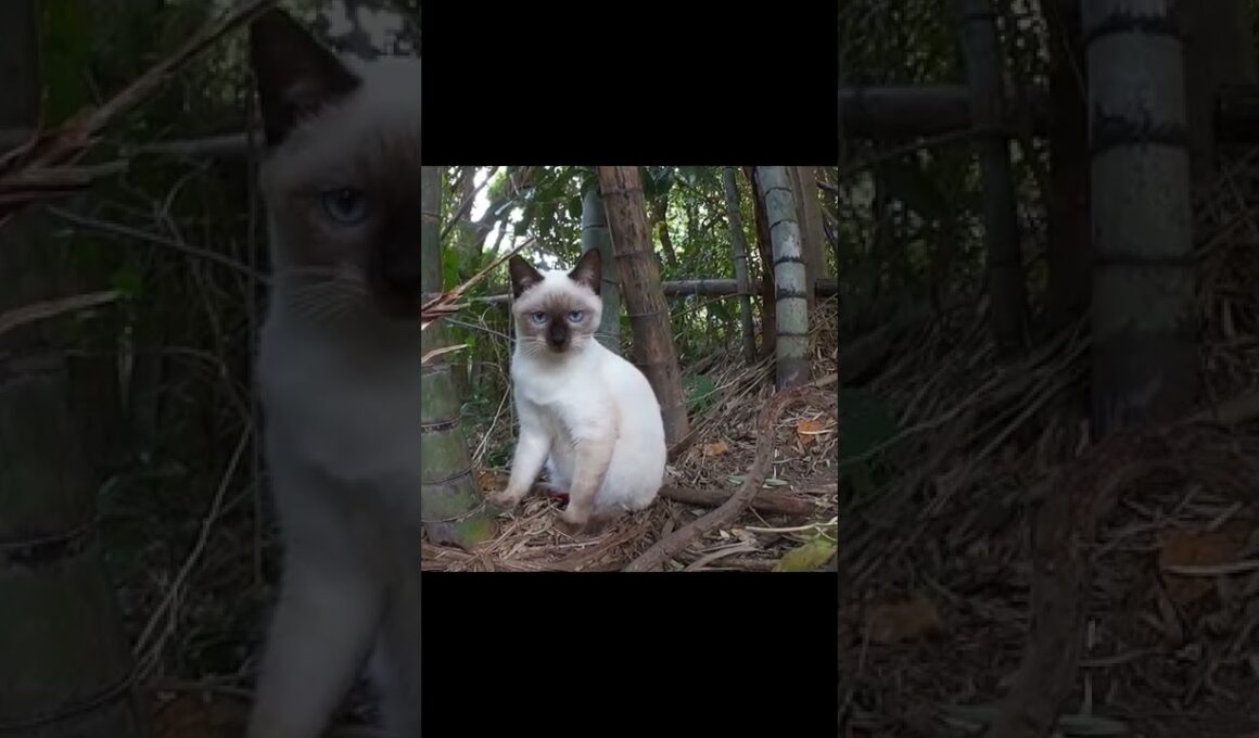 野良猫　シャムちゃん　里親募集中！