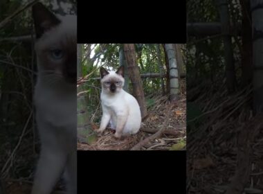 野良猫　シャムちゃん　里親募集中！