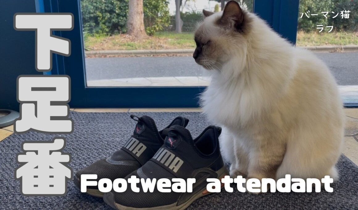 バーマン猫ラフ【下足番】Footwear attendant（バーマン猫）Birman/Cat