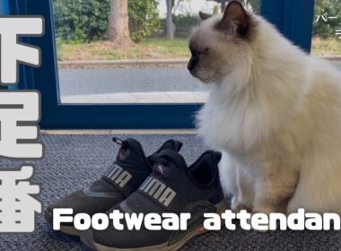 バーマン猫ラフ【下足番】Footwear attendant（バーマン猫）Birman/Cat