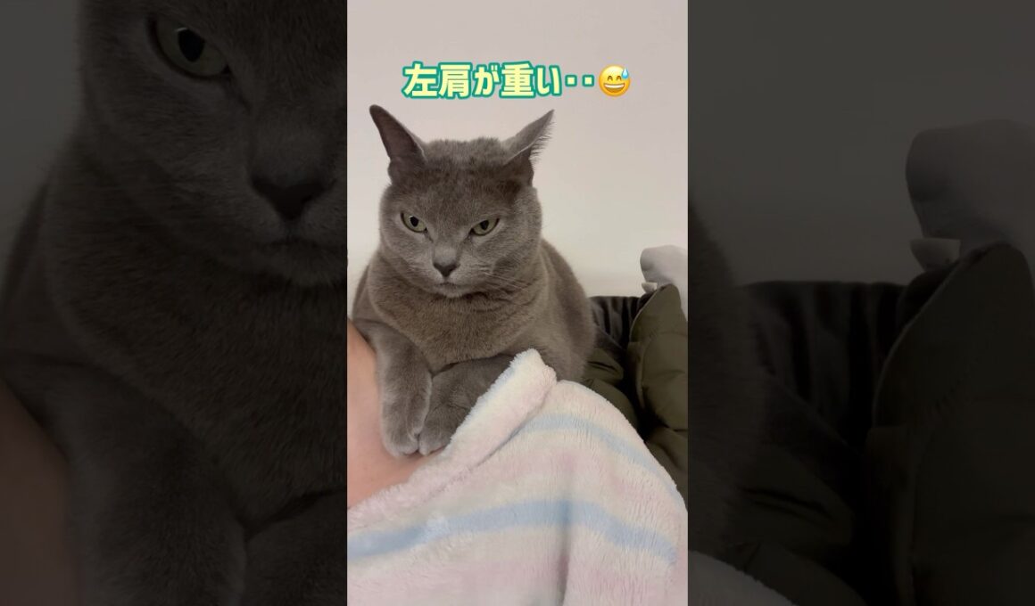 肩凝りの原因😂 #保護猫 #ロシアンブルー #cat