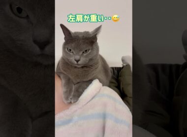 肩凝りの原因😂 #保護猫 #ロシアンブルー #cat