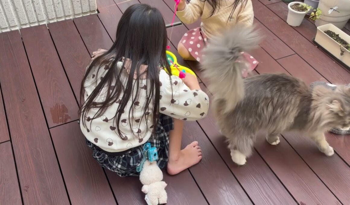 🔍もママが来ると安心する猫　サイベリアン