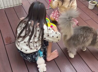 🔍もママが来ると安心する猫　サイベリアン