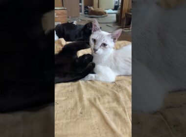 ネコ五連星。がんばれシャムの雫ちゃん