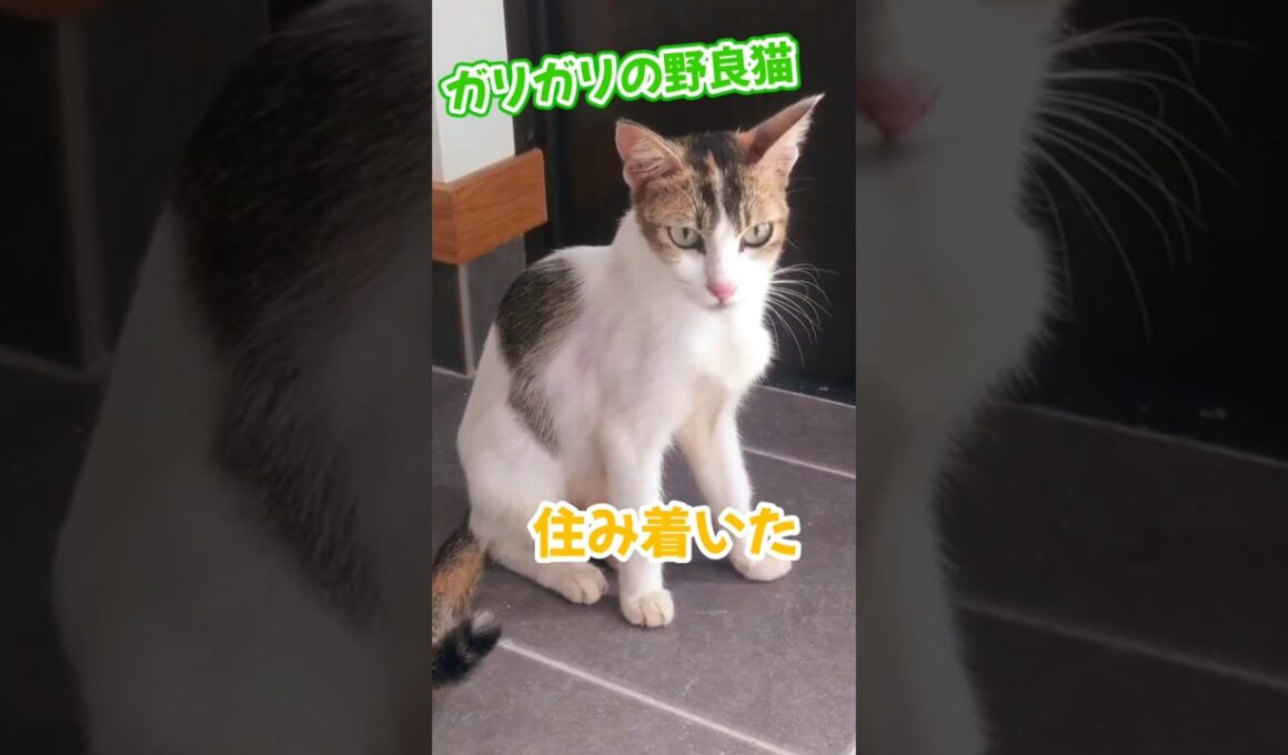 ガリガリの野良猫との出会いから 1年半 筋肉猫に！？🐱
