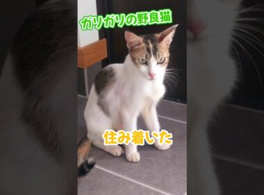 ガリガリの野良猫との出会いから 1年半 筋肉猫に！？🐱