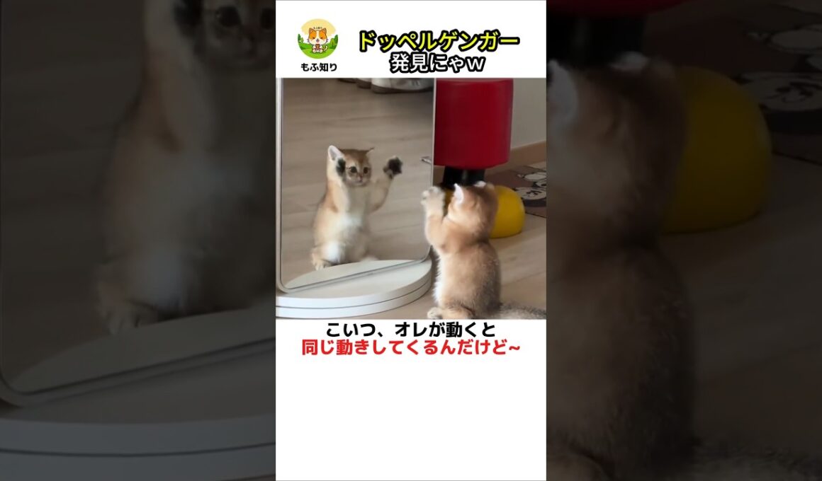 【 ドッペルゲンガーに出会った子猫の結末w 🌸 】